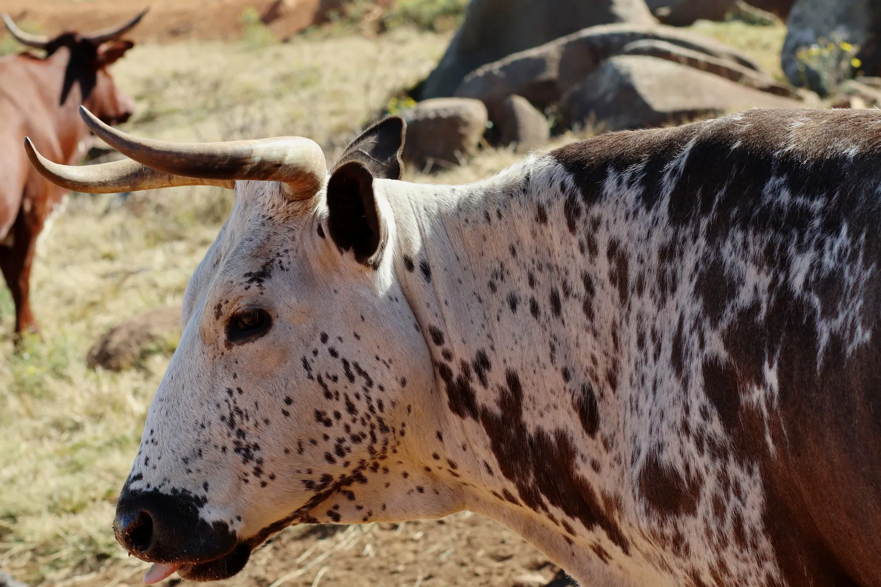 <h3>Genetic Excellence</h3>
<p>Sourced from South Africa’s finest Nguni bloodlines for superior performance.</p>
