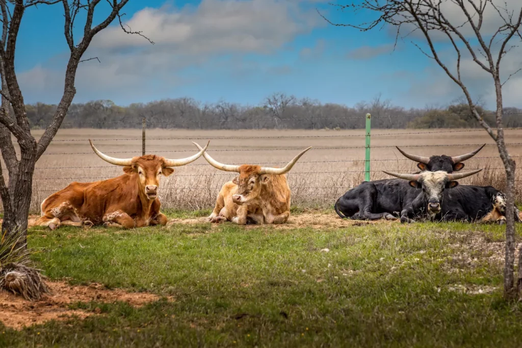 Cattle grazing on open farmland"